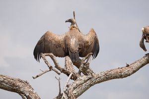 A White Backed Vulture drying its wings, sitting atop a tree