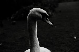 A swan looks to the right, black and white image